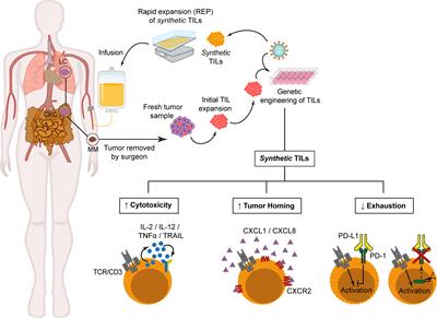 Synthetic TILs: Engineered Tumor-Infiltrating Lymphocytes With Improved Therapeutic Potential